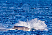 Adult fin whale (Balaenoptera physalus) surfacing in the rich waters off the continental shelf near South Georgia in the Southern Ocean, Polar Regions