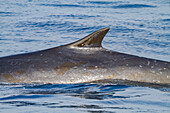 Adult fin whale (Balaenoptera physalus) surfacing in the rich waters off the continental shelf near South Georgia, Polar Regions