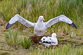 Erwachsene Wanderalbatrosse (Diomedea exulans) am Nistplatz auf Prion Island in der Bay of Isles,Südgeorgien,Polargebiete