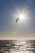 Southern giant petrel (Macronectes giganteus) in flight against the sun near South Georgia, Southern Ocean, Polar Regions