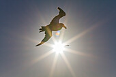 Southern giant petrel (Macronectes giganteus) in flight against the sun near South Georgia, Southern Ocean, Polar Regions