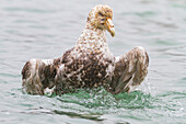 Southern giant petrel (Macronectes giganteus) cleaning itself on the water, South Georgia, Southern Ocean, Polar Regions