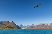 Adult light-mantled sooty albatross (Phoebetria palpebrata) on the wing in Stomness Bay on South Georgia, Southern Ocean, Polar Regions