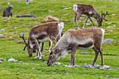 A small group of introduced reindeer (Rangifer tarandus) before eradication in Stromness Bay, South Georgia, Polar Regions