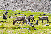 A small group of introduced reindeer (Rangifer tarandus) before eradication in Stromness Bay, South Georgia, Polar Regions