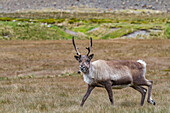 An adult bull introduced reindeer (Rangifer tarandus) before eradication in Stromness Bay, South Georgia, Polar Regions