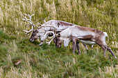 Adult bull introduced reindeer (Rangifer tarandus) before eradication in Stromness Bay, South Georgia, Polar Regions