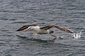 Erwachsener Schwarzbrauenalbatros (Thalassarche melanophrys) in Elsehul auf Südgeorgien,Südlicher Ozean,Polargebiete