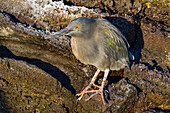 Ausgewachsener Streifenreiher (Butorides striata) im Galapagos-Inselarchipel,UNESCO-Weltnaturerbe,Ecuador,Südamerika