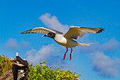 Erwachsene Schwalbenschwanzmöwe (Creagrus furcatus) im Flug im Galapagos-Inselarchipel,UNESCO-Welterbe,Ecuador,Südamerika