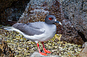 Erwachsene Schwalbenschwanzmöwe (Creagrus furcatus) im Galapagos-Inselarchipel,UNESCO-Welterbe,Ecuador,Südamerika