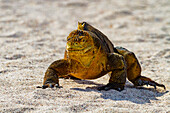 Der farbenprächtige Galapagos-Landleguan (Conolophus subcristatus) im Galapagos-Inselarchipel,UNESCO-Welterbe,Ecuador,Südamerika