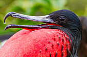 Male Great frigatebird (Fregata minor) in breeding plumage with red gular pouch, on North Seymour Island, Galapagos Islands, UNESCO World Heritage Site, Ecaudor, South America