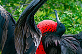 Male Great frigatebird (Fregata minor) in breeding plumage with red gular pouch, on North Seymour Island, Galapagos Islands, UNESCO World Heritage Site, Ecaudor, South America