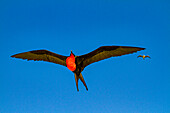 Männlicher Fregattvogel (Fregata minor) im Brutkleid mit rotem Kehlsack,auf der Insel Genovesa (Tower),Galapagos-Inseln,UNESCO-Weltnaturerbe,Ecuador,Südamerika