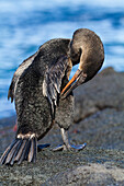 Flugunfähiger Kormoran (Nannopterum harrisi) auf einem Zodiac in der Galapagos-Inselgruppe,UNESCO-Welterbe,Ecuador,Südamerika