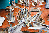 Szene des Fischmarktes in der Hafenstadt Puerto Ayora,Insel Santa Cruz,Galapagos-Inseln,UNESCO-Welterbe,Ecuador,Südamerika