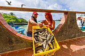 Szene des Fischmarktes in der Hafenstadt Puerto Ayora,Insel Santa Cruz,Galapagos-Inseln,UNESCO-Welterbe,Ecuador,Südamerika