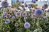 Globe thistle flowers blooming in Alesund, More og Romsdal, Norway, Scandinavia, Europe