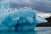 Arctic birds on an Iceberg on Belcher island, Devon island, Nunavut, Canadian Arctic, Canada, North America