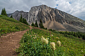 Alpine wildflower meadows with pasqueflower seedheads along the Ptarmigan Cirque Trail in summer, Kananaskis Country, Alberta, Canadian Rockies, Canada, North America