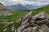 Alpine wildflower meadows along the Ptarmigan Cirque Trail in summer, Mount Arethusa, Kananaskis Country, Alberta, Canadian Rockies, Canada, North America