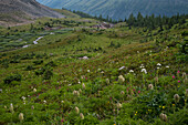 Alpine wildflower meadows along the Ptarmigan Cirque Trail in summer, Kananaskis Country, Alberta, Canadian Rockies, Canada, North America