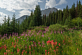 Wildblumen auf einer alpinen Wiese,Alpen-Pinselkraut,Feuerkraut,Kanadische Rockies,Alberta,Kanada,Nordamerika