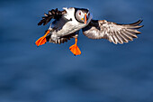 Ein Papageientaucher (Fratercula arctica),im Flug in Borgarfjaroarhofn,Island,Polargebiete