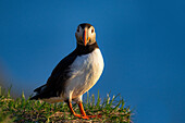 Ein Papageientaucher (Fratercula arctica),in Borgarfjaroarhofn,Island,Polargebiete