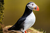 Ein Papageientaucher (Fratercula arctica),in Borgarfjaroarhofn,Island,Polargebiete