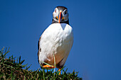 Ein Papageientaucher (Fratercula arctica),in Borgarfjaroarhofn,Island,Polargebiete