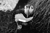 Black and white image of an Atlantic Puffin, Fratercula arctica, in Borgarfjaroarhofn, Iceland, Polar Regions