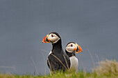 A pair of Atlantic Puffins (Fratercula arctica), on a cliff edge in Westman Islands, Iceland, Polar Regions