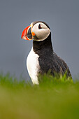 Ein Papageientaucher (Fratercula arctica),auf einer Klippe auf den Westmännerinseln,Island,Polargebiete