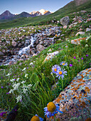 Eine malerische Landschaft mit Wildblumen und einem fließenden Bach im goldenen Licht des frühen Morgens,Kirgisistan,Zentralasien,Asien