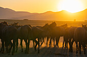 Herd of wild and semi-wild Yilki horses at sunset, Hacilar, Kayseri, Cappadocia, Anatolia, Turkey, Asia Minor, Asia