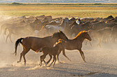 Herde wilder und halbwilder Yilki-Pferde,die bei Sonnenuntergang im Staub laufen,Hacilar,Kayseri,Kappadokien,Anatolien,Türkei,Kleinasien,Asien