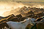 Herde wilder und halbwilder Yilki-Pferde,die bei Sonnenuntergang im Staub laufen,Hacilar,Kayseri,Kappadokien,Anatolien,Türkei,Kleinasien,Asien