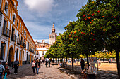 Orange trees in a park in the Patio de Banderas. featuring the cathedral spire of Seville, Andalusia, Spain, Europe