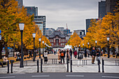 Tokyo central station, lanterns, and yellow ginkgo trees and autumnal leaves and skyscrapers of central Tokyo, Honshu, Japan, Asia