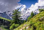 Hiking trail in alpine landscape facing Monte Rosa with lush forest and meadows in moraine landscape, Italian Alps, Italy, Europe