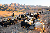 Herd of goats gathered in front of a Bedouin camp near Wadi Dana and Araba Valley, Dana Biosphere Reserve, Jordan, Middle East