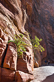 The Siq, narrow gorge leading to the historic and archaeological Nabataean city of Petra, UNESCO World Heritage Site, Jordan, Middle East