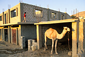 Haus im Bau,Dorf Um-Sayhoun,wo die meisten Beduinen,die in Petra arbeiten,jetzt leben,Um-Sayhoun,Jordanien,Naher Osten