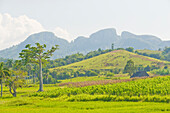 Landscape of Valle de Vinales National Park, UNESCO World Heritage Site, Pinar del Rio Province, Cuba, West Indies, Caribbean, Central America