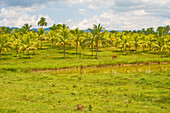 Palm orchard, San Diego de Los Banos, Pinar del Rio, Cuba, West Indies, Caribbean, Central America