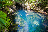 Looking down into the Los Peces fresh water cave near Playa Giron, Matanzas Province, Cuba, West Indies, Caribbean, Central America