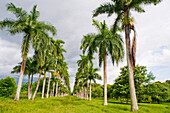 Im Inneren des Botanischen Gartens von Cienfuegos,Provinz Cienfuegos,Kuba,Westindien,Karibik,Mittelamerika