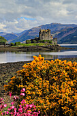 Spring flowers and the 13th century Eilean Donan Castle on a tidal island by the Kyle of Loch Alsh, Eilean Donan, Dornie, Kyle of Loch Alsh, West Highlands, Scotland, United Kingdom, Europe